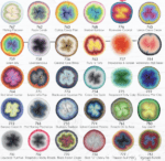 Scheepjes Whirl - Farbverlaufsbobbel