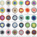 Scheepjes Whirl - Farbverlaufsbobbel